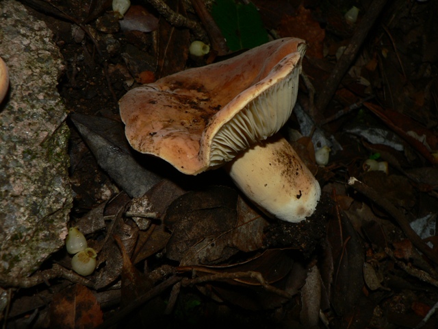 Russula aurata???